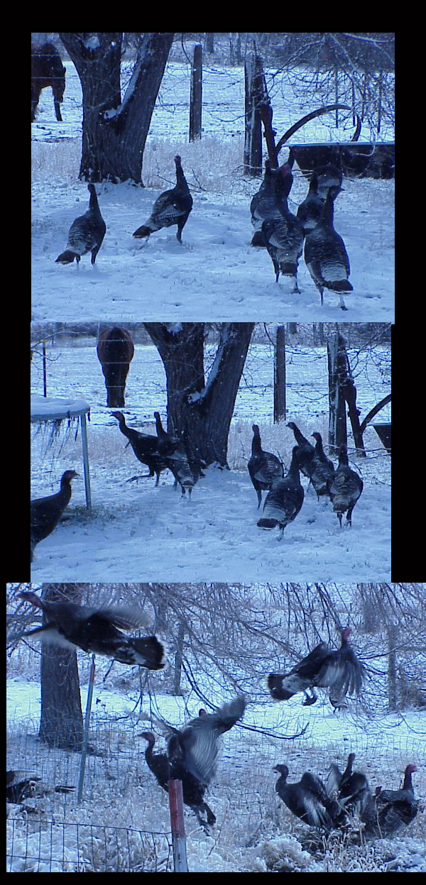 The-Wild-Turkey-On-US-Coinage...